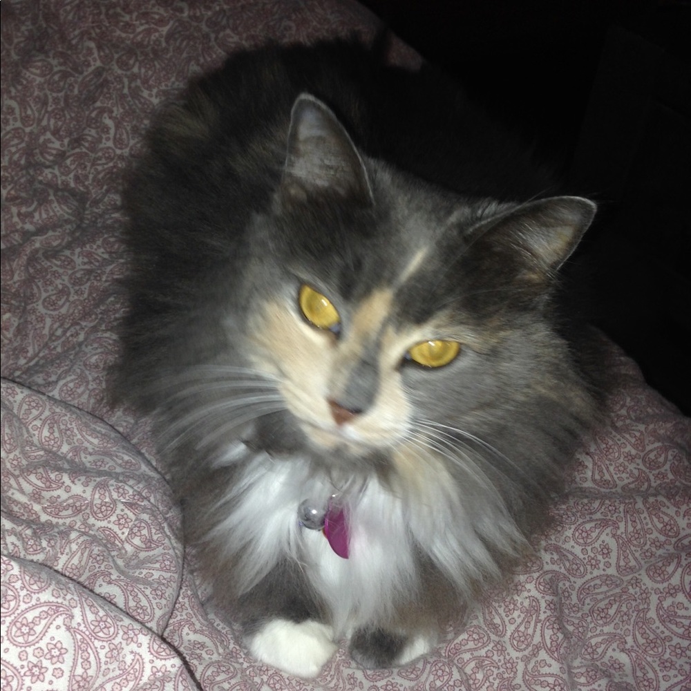 Meet your Posher, Kim